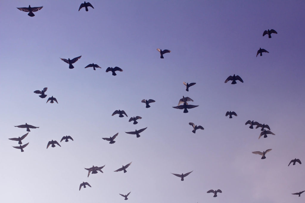 Pigeons-flying-purple-sky-pexels-rodolfo-clix-1578310 westelike-posduif-unie-duwe-vlieg-pers-lug